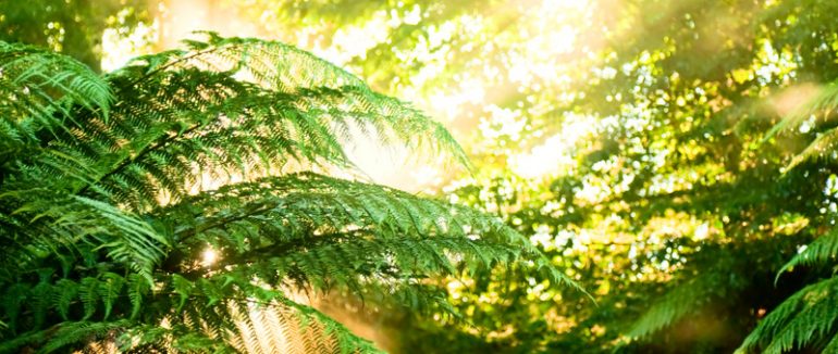 Asher Acupuncture serving the Lower Mainland since 1975