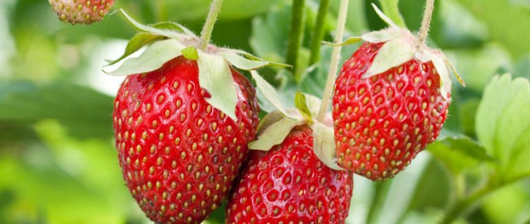 Nasc idiculus musdui