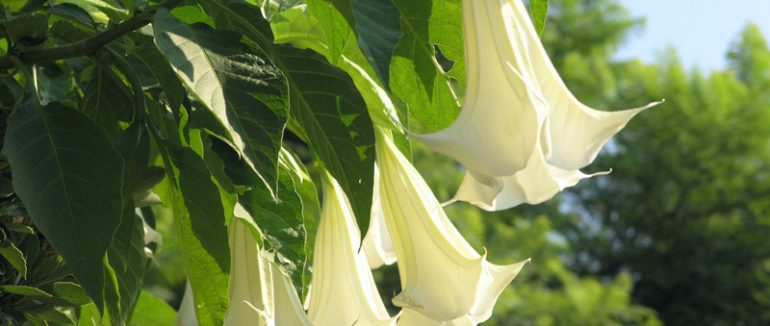 Sociis atoque penatibus